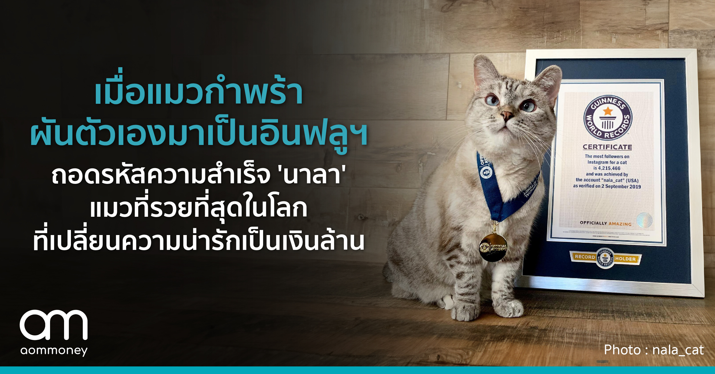 เมื่อแมวกำพร้าผันตัวเองมาเป็นอินฟลูฯ ถอดรหัสความสำเร็จ ‘นาลา’ แมวที่รวยที่สุดในโลก ที่เปลี่ยนความน่ารักเป็นเงินล้าน