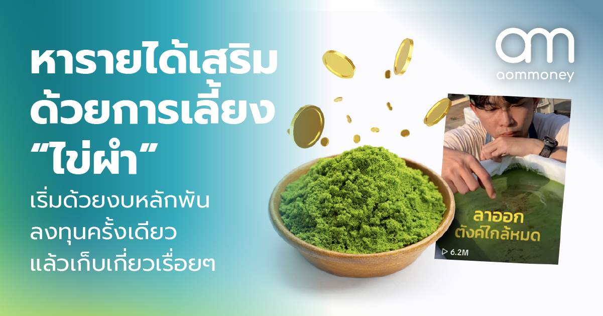 หารายได้เสริมด้วยการเลี้ยง “ไข่ผำ” เริ่มด้วยงบหลักพัน ลงทุนครั้งเดียวแล้วเก็บเกี่ยวเรื่อยๆ